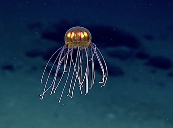 HumberWorkBoats's tweet photo. Deep-Sea Researchers Spot a Mysterious Jellyfish Near The Mariana Trench! https://t.co/NJ35kSnk7r https://t.co/92jifRxqqu