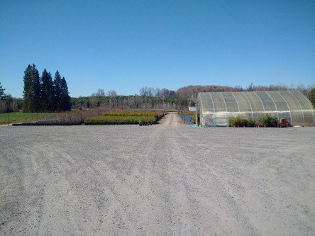 COBMPalleschi's tweet photo. Visiting Warwick Nursery where locally grown plants &amp; trees are farmed for CVC &amp; TRCA restoration projects https://t.co/FkhUTdu3A9