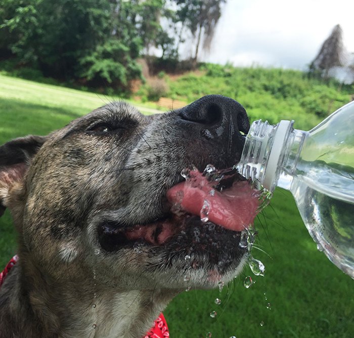 Summer is almost here! Keep your pet cool with these tips. goo.gl/JJjcii