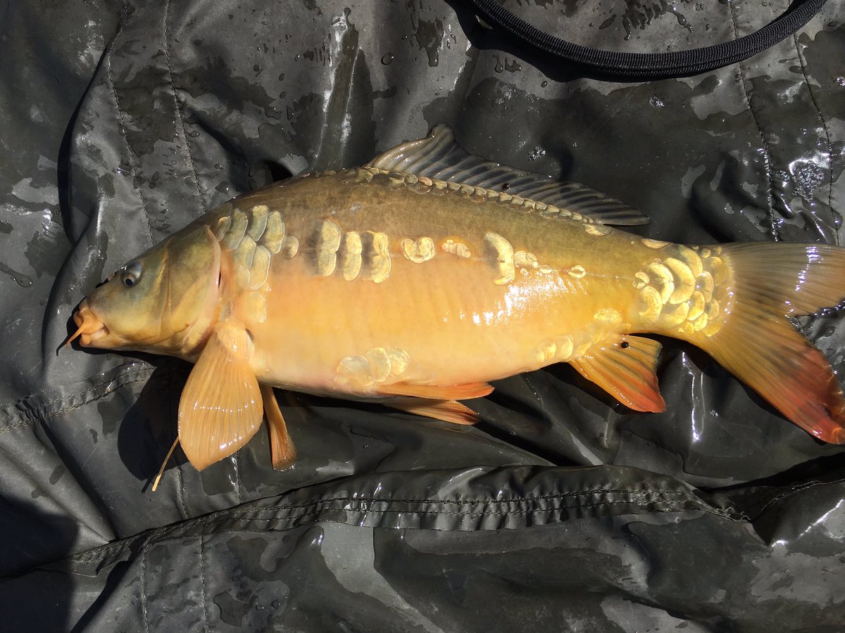 Casual_Carper's tweet photo. @BaitTech @DynamiteBaits caught a couple, 4lb mirror from @vsfisheries and a 6lb common 👍👍 #matchwon https://t.co/ozhE2d1MUG