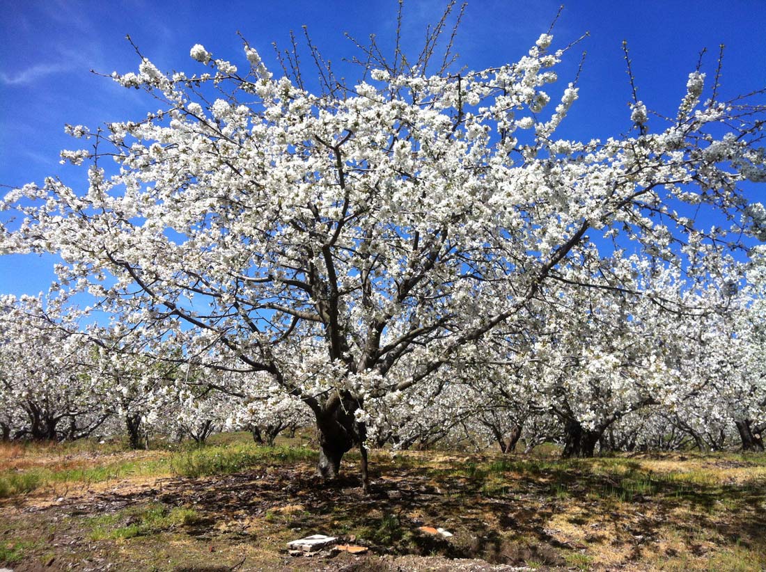 roundalia's tweet image. Valle del Jerte roundalia.com/valle-del-jert…