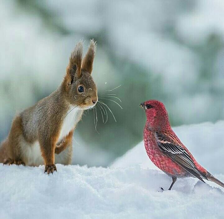 JoseMAlfonso9's tweet photo. @AndresTeSigue @volveteespero @ingridpianta8 @Anisabeel @NIEVES_MARIBEL @Ahaylaa @aprovechoexito @Leonela_Regina https://t.co/G5gvN9yjXQ