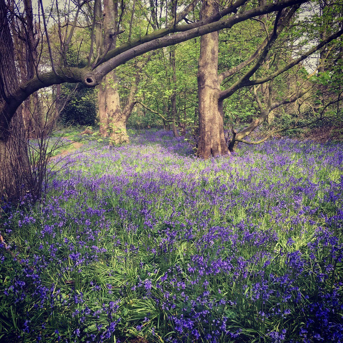 KateStyle12's tweet image. Bluebell walk in Spixworth this afternoon ☀️