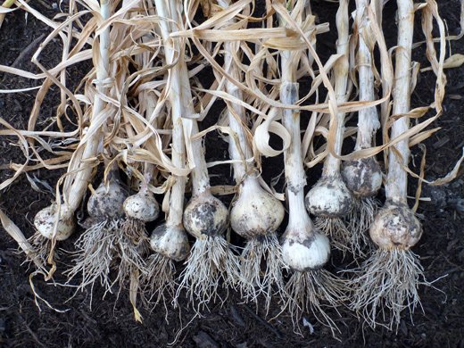 MyEdenIO's tweet photo. Using this as our guide for when to harvest Baby #Garlic! #gyo #spiceoflife

https://t.co/lpgTcgFINT https://t.co/Pul3R8VzCI