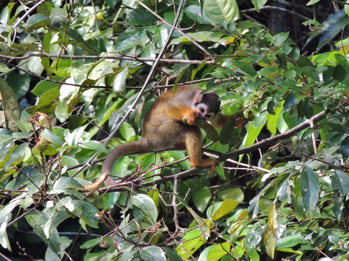 RupWildlife's tweet photo. Common Squirrel Monkey (Saimiri sciureus) enjoying some fruit in the Kanuku Mountains Protected Area... https://t.co/nJsTHDWBqJ