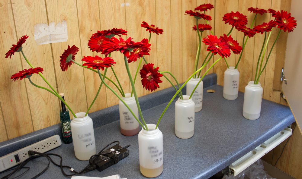 BayviewFlowers's tweet photo. How do you decorate your work area? Our mad scientist, Christine, prefers adorning hers with our latest gerb tests https://t.co/sH4qZcgAV8