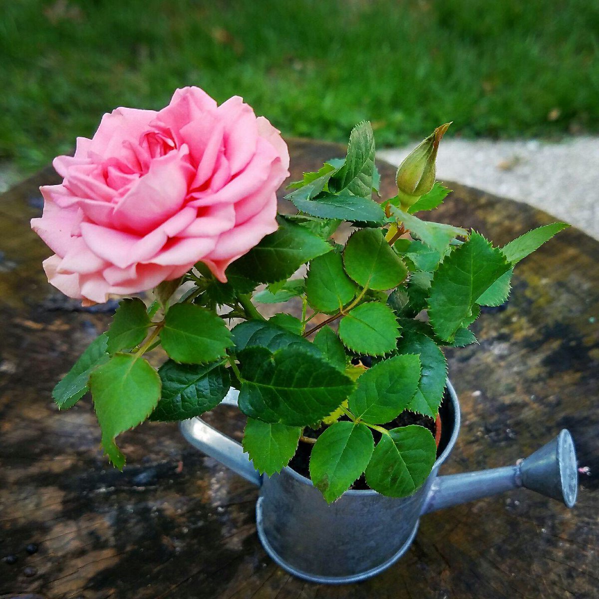 FatCatCooking's tweet photo. Miniature roses- perfect for  #FridayFeeling #flowersquad and #MothersDay https://t.co/CWd9NJz1kT