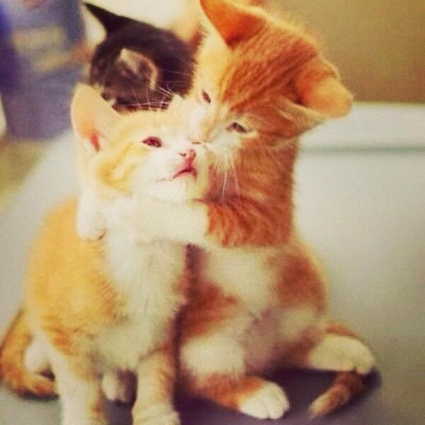 Pics of Cute Cats tweet media