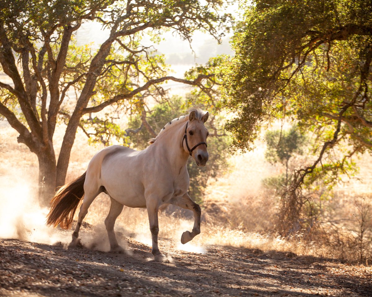 BOKRanch's tweet photo. Nellik feeling gooood! Photo by Rob Williamson #FridayFeeling https://t.co/8qRM7L84Ke