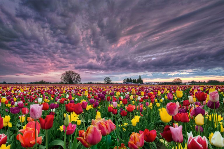 _GraceEdwards's tweet image. Springtime, a time for renewal of hearts and the land. I imagine what our fields would be like, covered with tulips.