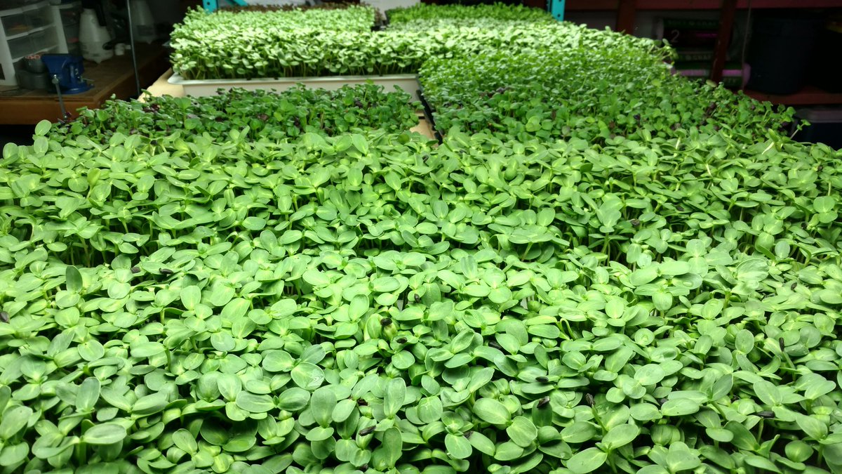 StrataFarms's tweet image. The @BeavertonMarket summer farmers market starts tomorrow.  Stop by our booth for some nutritious micros.