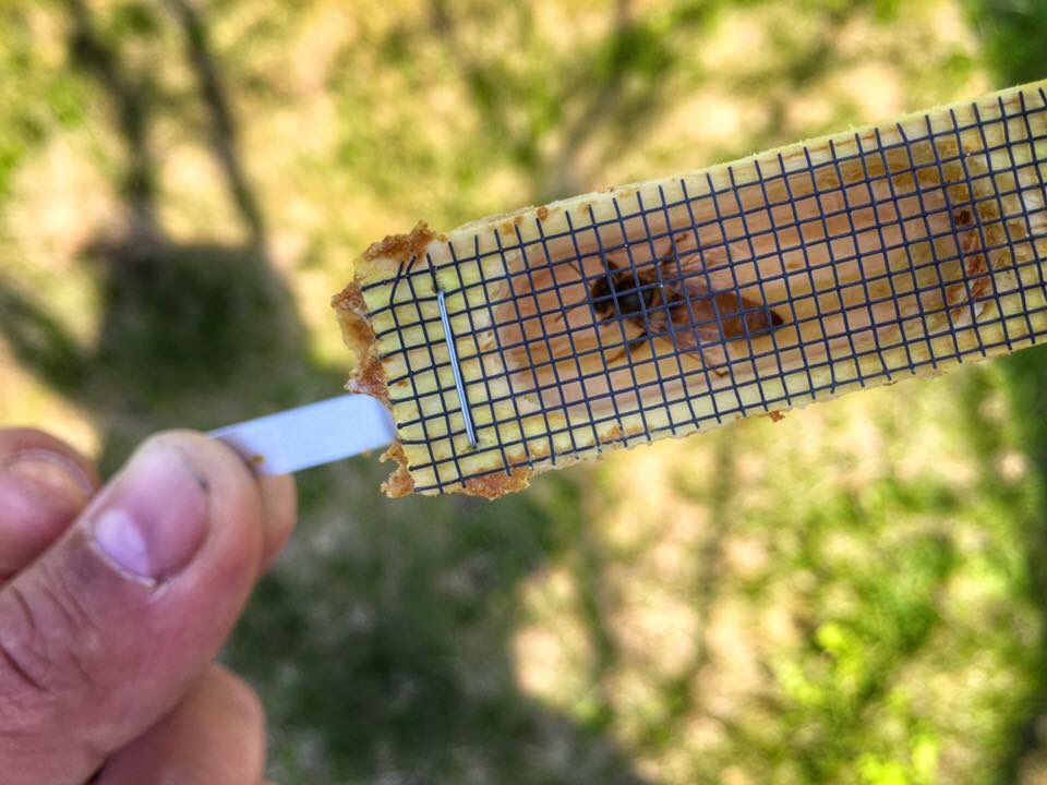 Long Live the Queen. #QueenBee