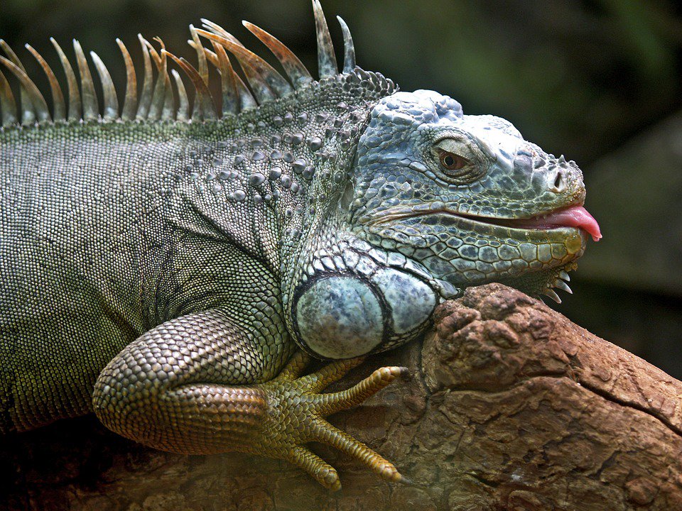 Someone looks #hungry! Our lil' buddy here should go to the Green Iguana! #tampa #food #dining