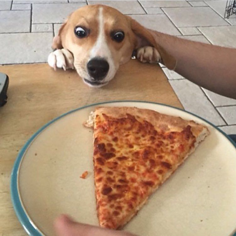 pizzayeahyeah's tweet image. YR DAILY #PIZZA DELIVERY via pizzaslime (IG) #pizzaislife