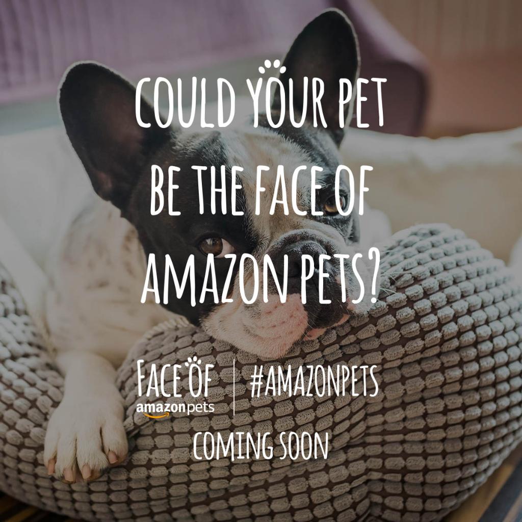 AmazonUK's tweet photo. Calling all creatures big and small 🐶🐱🐰🐴

You could be the face of #AmazonPets!

Competition starts next week. https://t.co/cZs1E5COFT