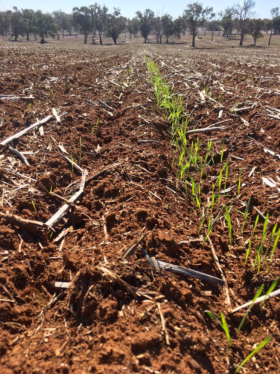 LachCaldwell's tweet image. Single #Rootboot has got the legs on existing boots &amp;amp; found some moisture in dry sowing to germ 👍@rootbootfarmer