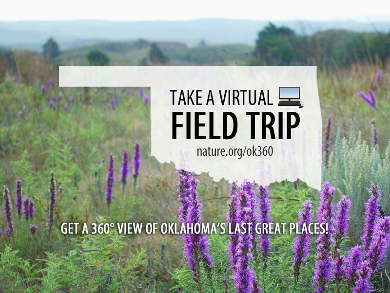 Nature_OK's tweet photo. Take a virtual trek and experience the wildflowers at Pontotoc Ridge Preserve! #OK360 https://t.co/njD2VP1rZk https://t.co/47LHKuPYo5
