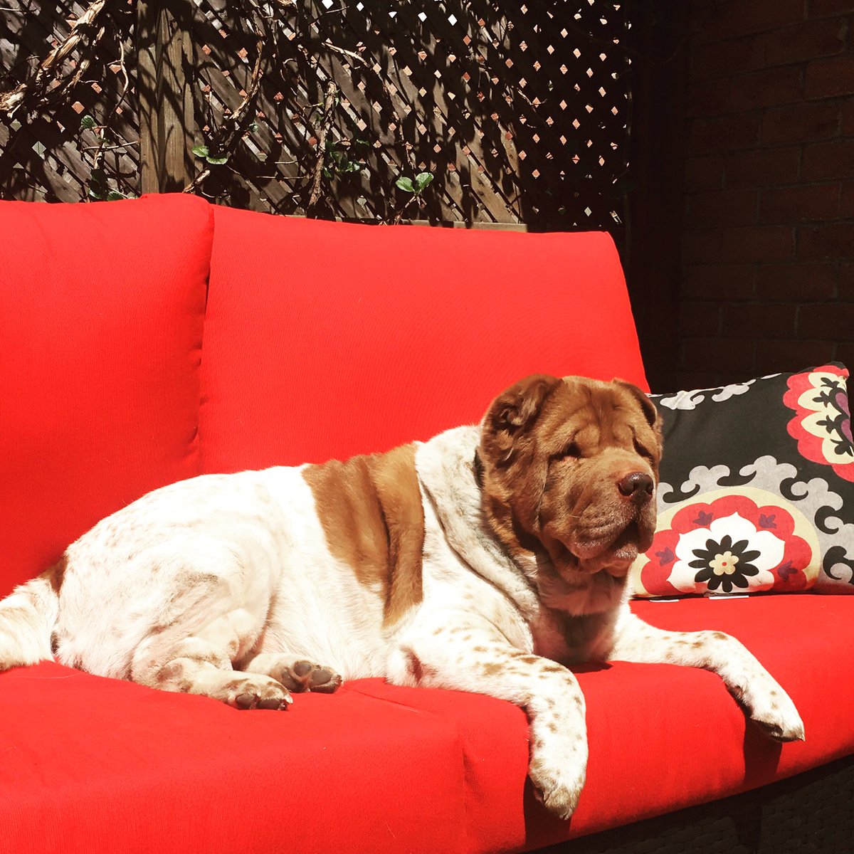 Tweetin' this dude out cuz he really is one of our biggest fans <a href="/chazeberth/">chaz</a> #dogsoftwitter #dogslife #groupie