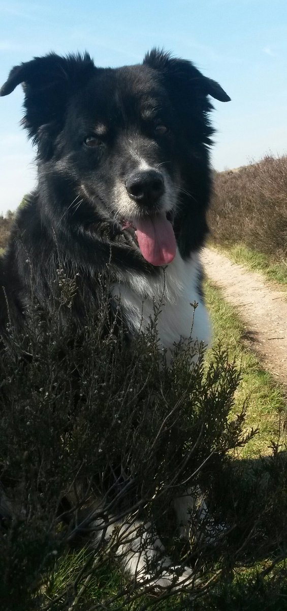 Aussie STAN (@heidert72) on Twitter photo 