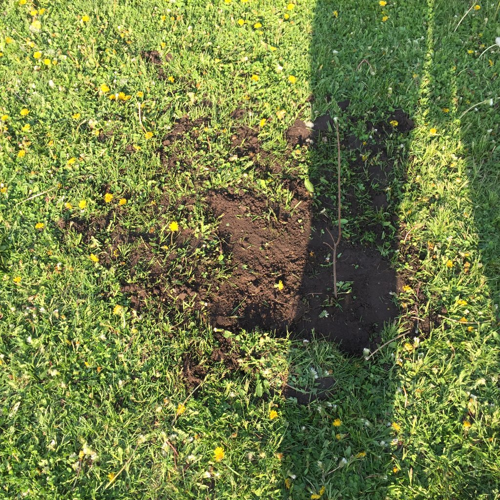 Butterfly_Byram's tweet image. Destiny made a difference you can see yesterday #Treesforkids