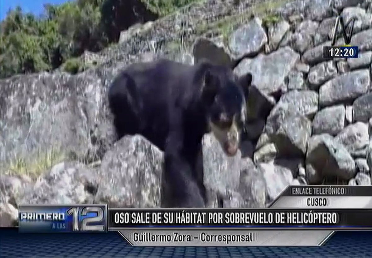 canalN_'s tweet photo. [VIDEO] Machu Picchu: pequeño oso de anteojos salió de bosque por ruido de helicópteros ► https://t.co/d3l8LsjoUU https://t.co/UNxGCli6SW