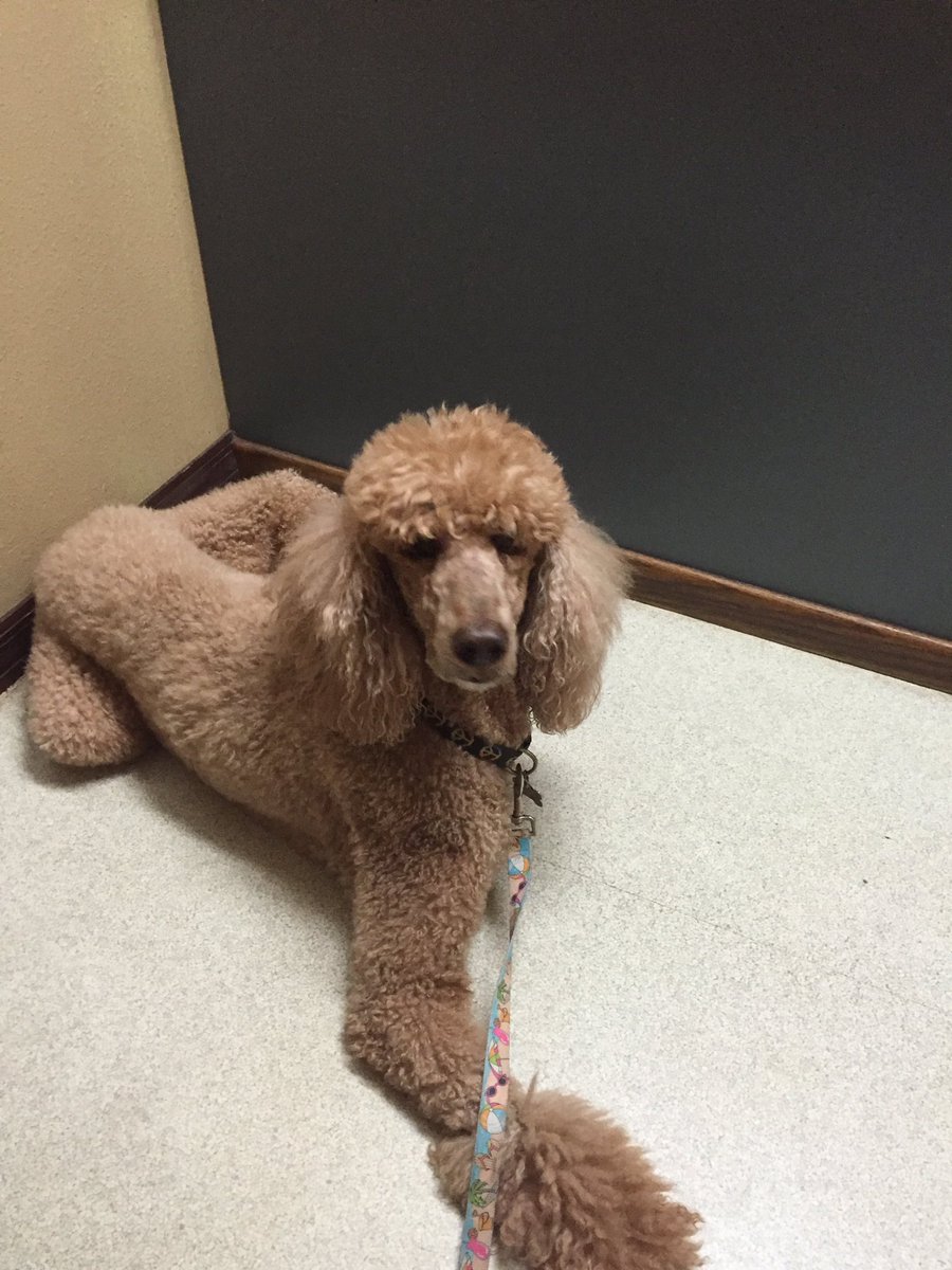 RocketDogPoodle's tweet photo. At the Vet getting some spots checked for Cancer. Hopefully all good https://t.co/6UdrvSI6BV