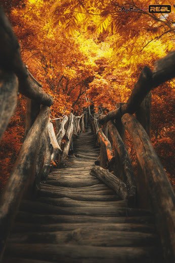 actioninreal's tweet photo. "MY HOME IS IN HEAVEN I’M JUST TRAVELING THOUGH THIS BEAUTIFUL WORLD" | #actioninreal #amazingphotos #amazing https://t.co/45J9AkXQWn