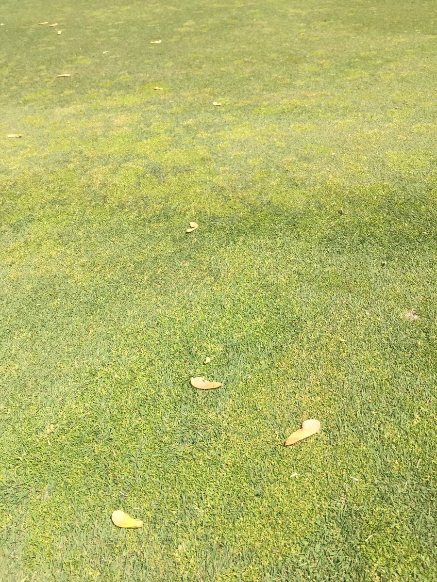 e_bice's tweet image. So it begins!  #mapleseeds