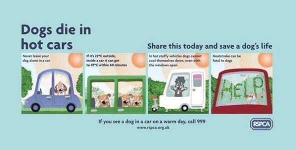 BhamUpdates's tweet photo. Advice for dog owners from the RSPCA - Dogs die in hot cars. If you see a dog in a parked car on a hot day call 999. https://t.co/zBmtvgym4Y