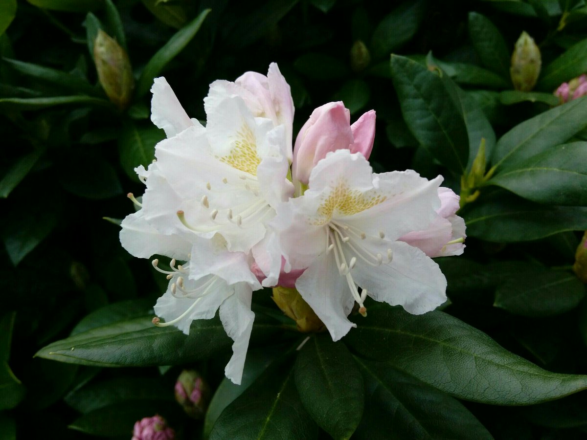 DebLangner's tweet photo. my pretty rhododendron, the one plant even I can't kill. #brownthumbs https://t.co/3a1KjhwZ1x