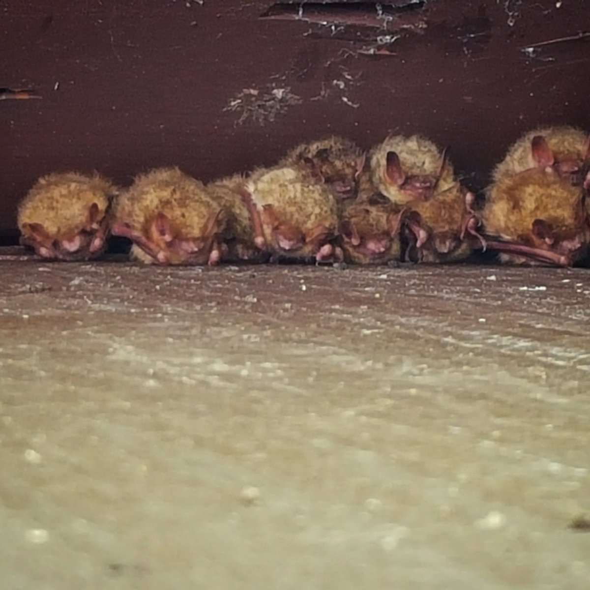 funnytrumpsall's tweet photo. The return of the bat colony in our eaves is the first sign of Spring at our house #bats #Springtime https://t.co/d4a0EwLtWF