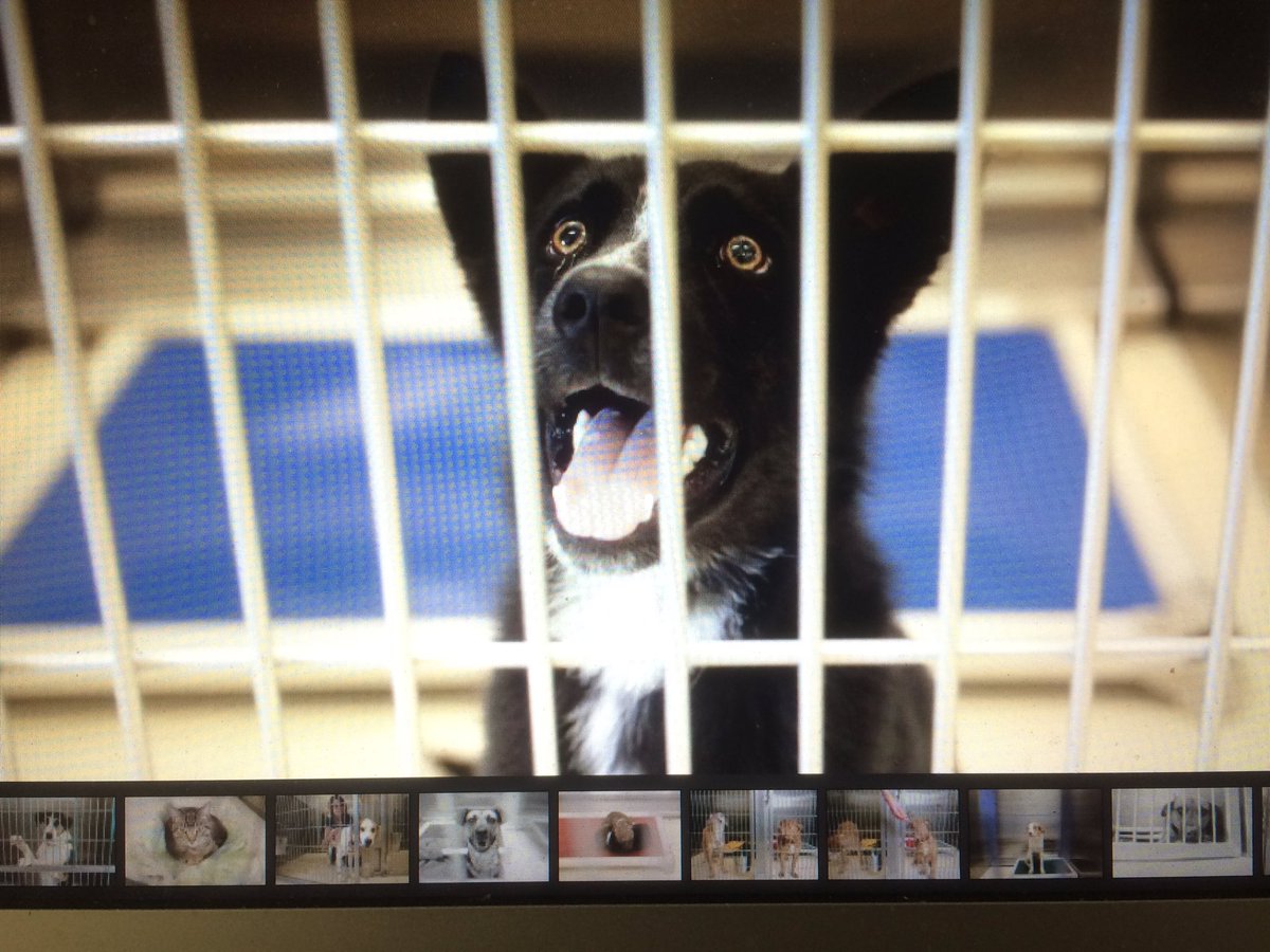 Take me home? More pics of cute pooches on MLive. SPCA offers free adoption tomorrow.