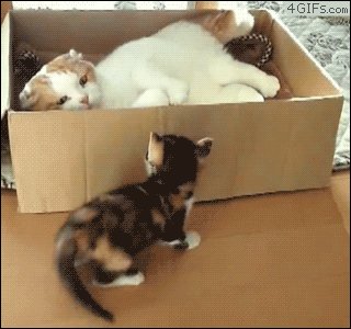 Awesome Cats tweet media