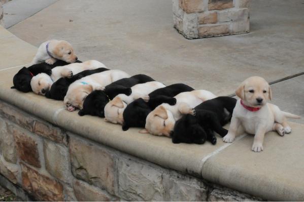 PuppySource's tweet photo. How you can tell they will grow up to be good guard dogs https://t.co/0GYgwuhNEc
