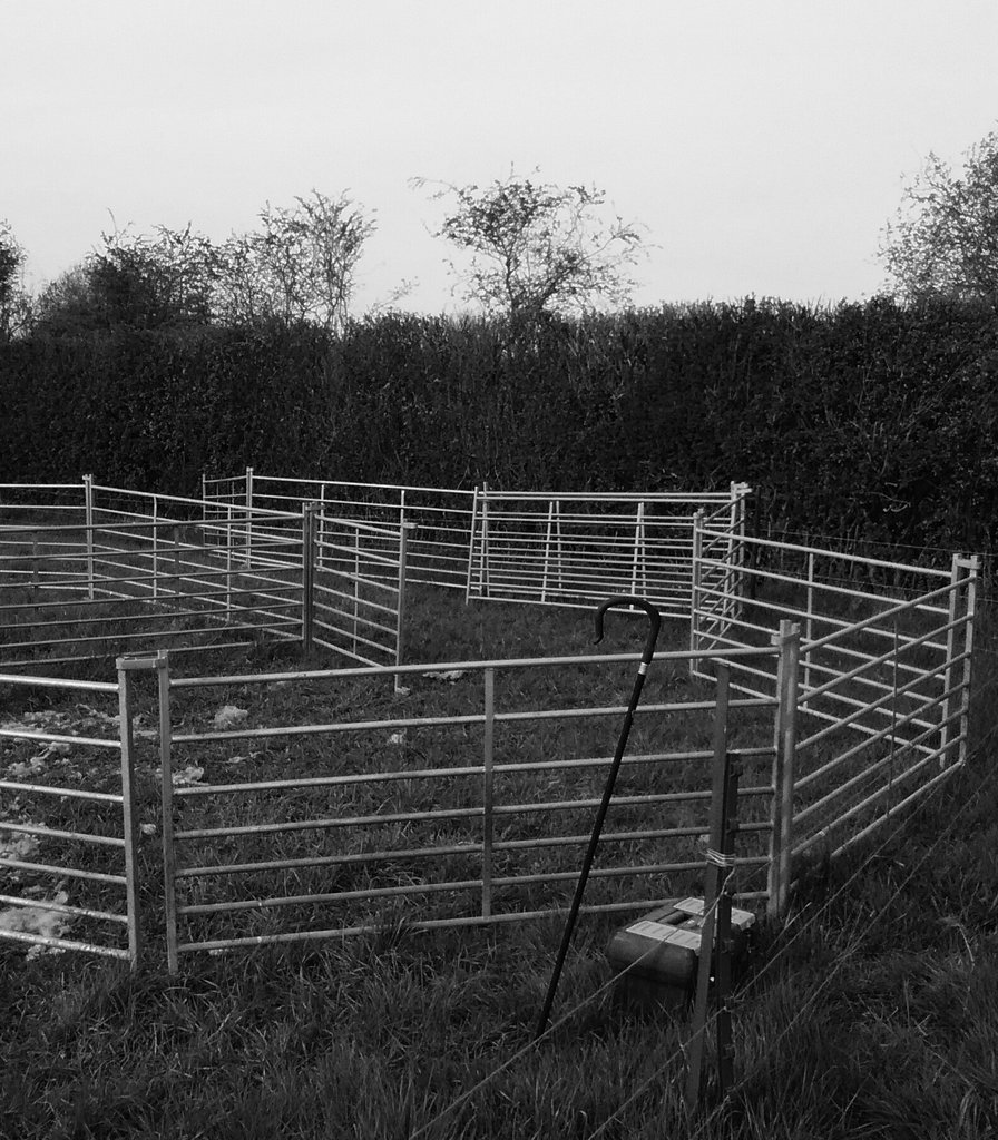 lanhilllamb's tweet photo. Another day done.... Takeaway and friends beckon! #sheep365 #teamsheep @LoveBritishLamb https://t.co/itXPeLXMws