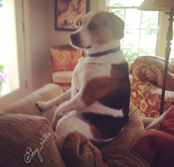 dog_rates's tweet photo. This is Coleman. Somebody needs to tell him that he's sitting in chairs wrong. 8/10 https://t.co/O10zjJ2Ixs