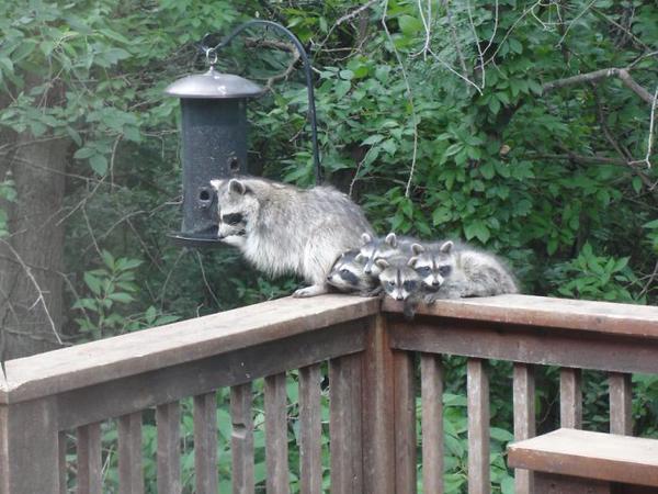 Animals_Feed's tweet photo. Raccoon fam. https://t.co/dM9lWoZCB8