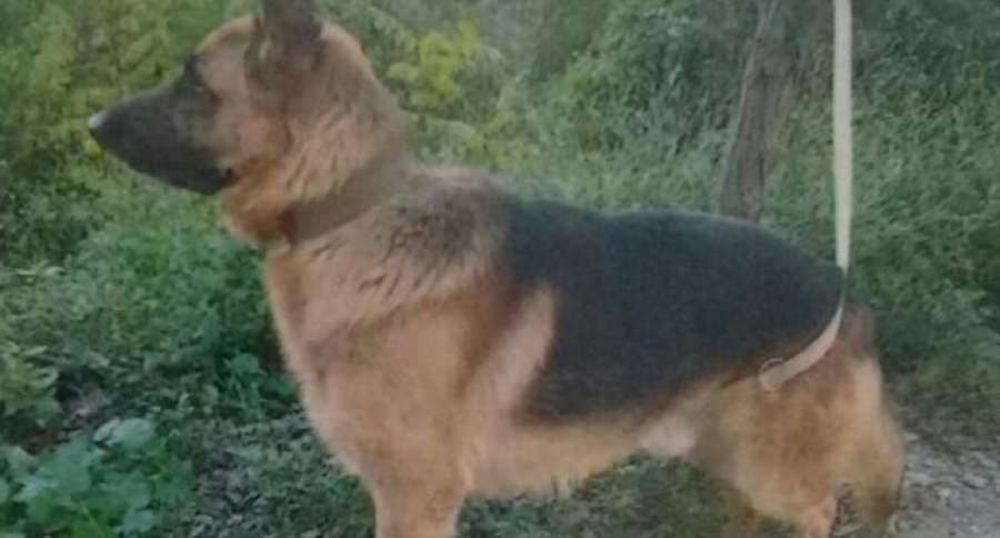 antena3com's tweet photo. Recogen firmas para evitar el sacrificio de Garulo, un perro abandonado en Barcelona https://t.co/UGWeEzoFdG https://t.co/vyCBghoMqd