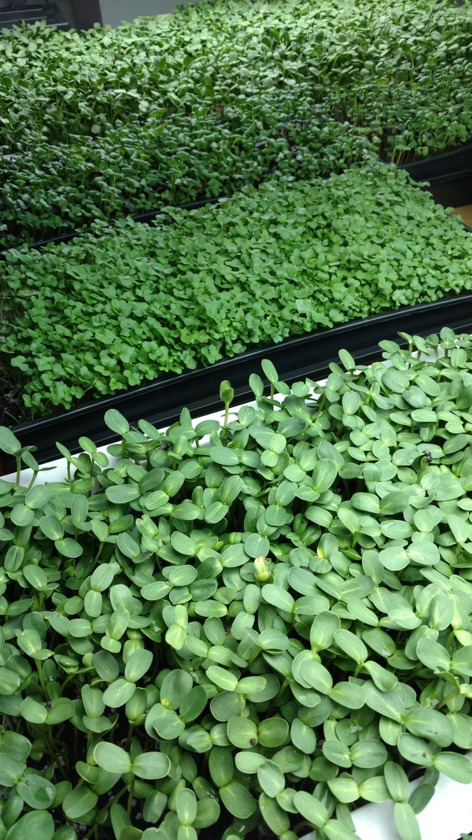 StrataFarms's tweet image. Come by PSU @portlandfarmers market tomorrow!  Should be a gorgeous sunny day to try some micro greens for a salad