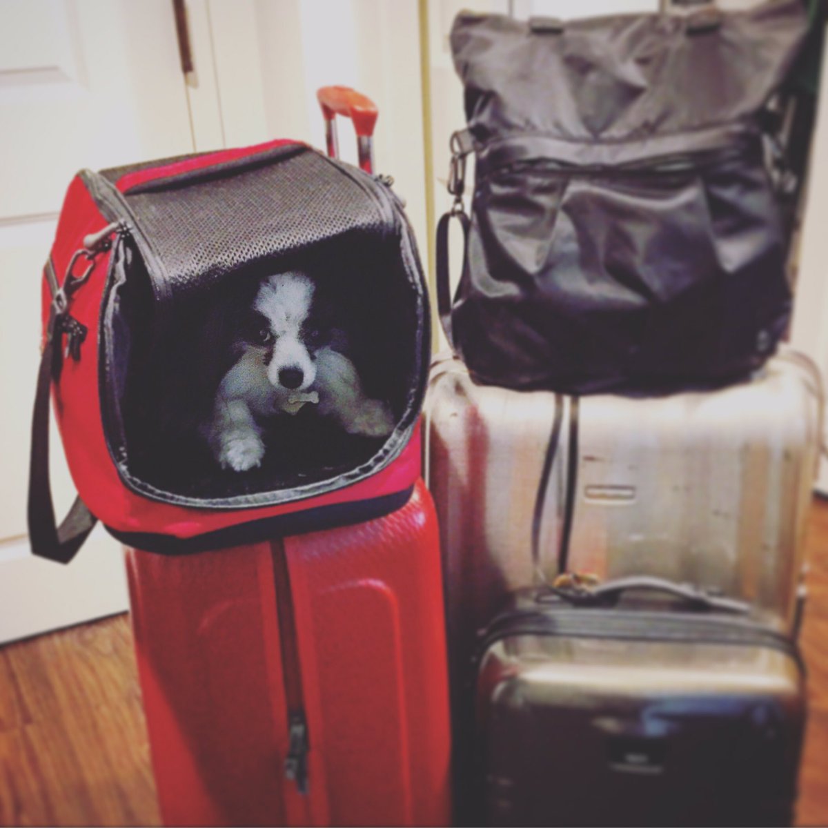 #dog, #camera and #soprano -leading to #Berlin #Germany for 2 months!