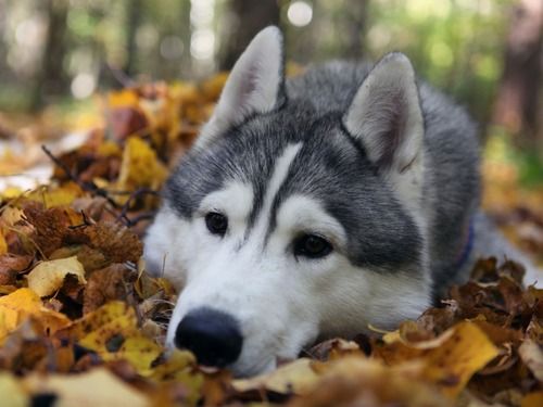 DoseofAnimals's tweet photo. So fall. Very Autumn. Little Huskey. Wow. https://t.co/rD4TWnh4za