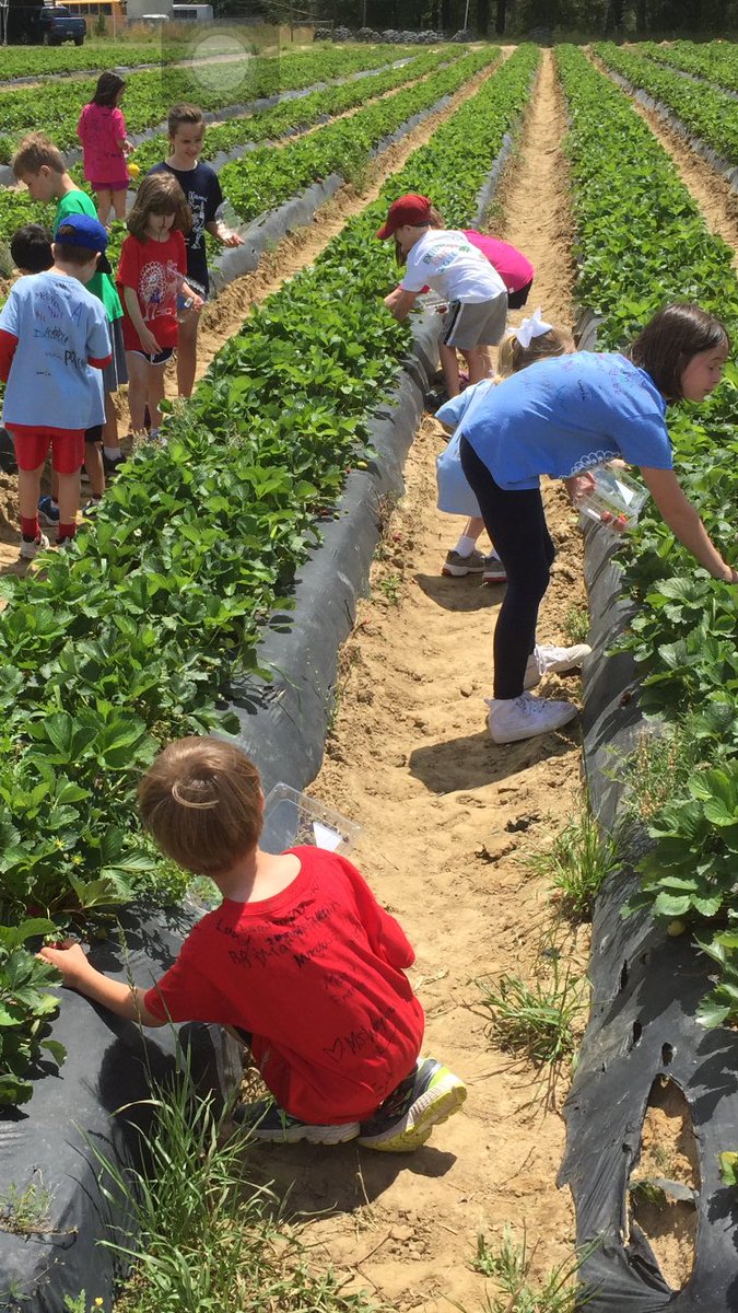 AM_Love123's tweet photo. Oh so much fun at the strawberry patch today!!! @HammondSchool @Mr_KNWhite https://t.co/654IpMKYD0