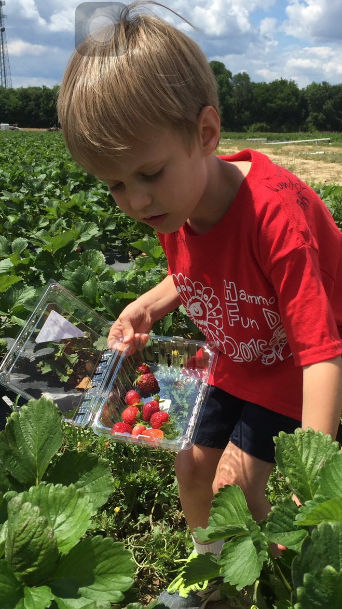 AM_Love123's tweet photo. Oh so much fun at the strawberry patch today!!! @HammondSchool @Mr_KNWhite https://t.co/654IpMKYD0