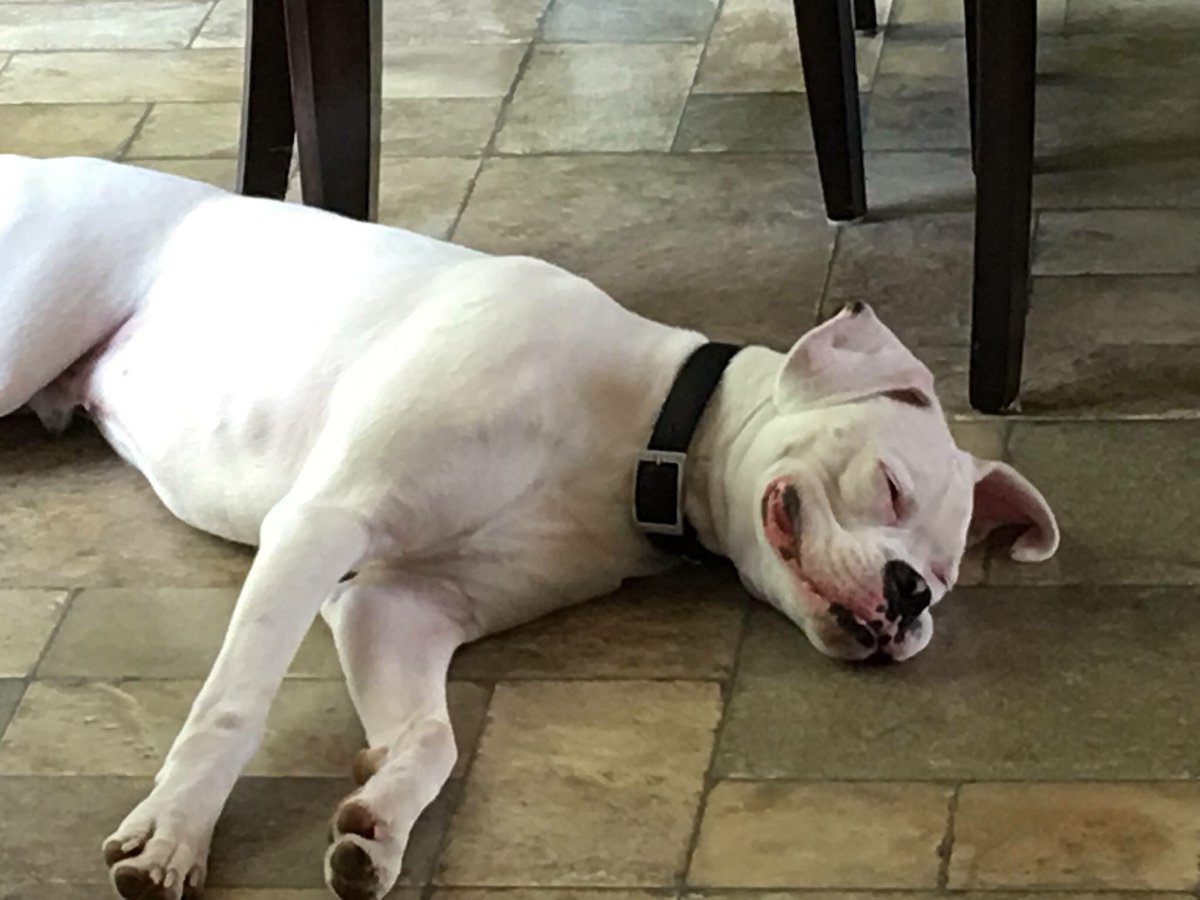 HappyDogsWloo's tweet image. Before and after of Breccans first day at Happy Dogs!! #Success