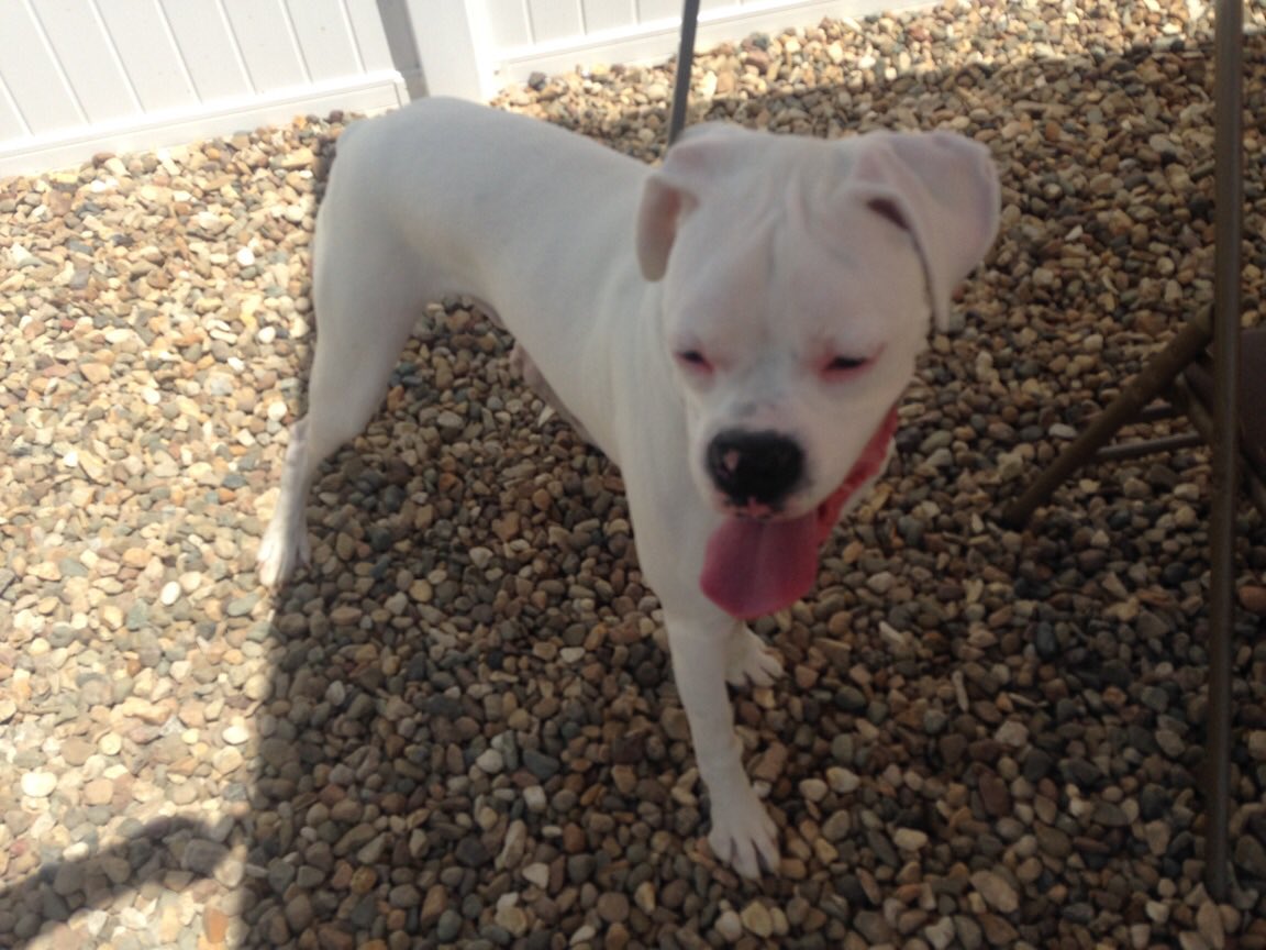 HappyDogsWloo's tweet image. Before and after of Breccans first day at Happy Dogs!! #Success