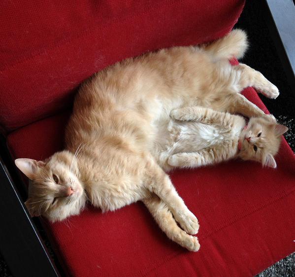 PuppySource's tweet photo. Looks like this cat is growing a kitten out of his belly https://t.co/4sPv6NwnU1