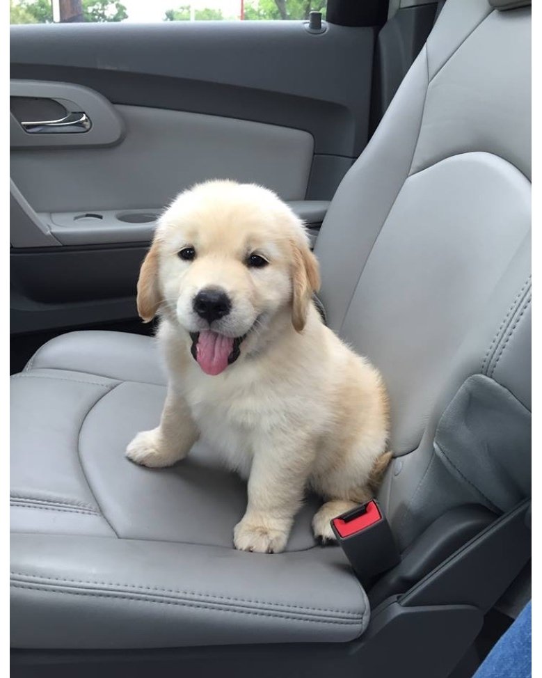 cute_dog_zone's tweet photo. Who wouldn't want to bring this little guy home? https://t.co/vtyHe3neZf
