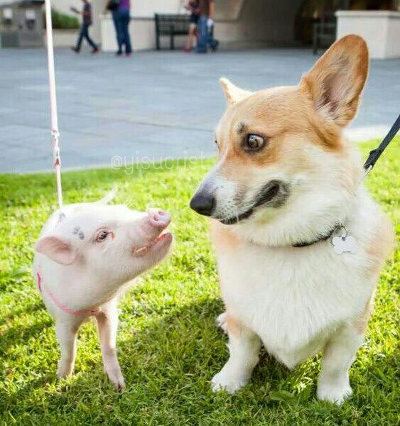 yisucrist's tweet photo. K TIPO DE PERRO ES ESTE? https://t.co/wHjMbFzifr
