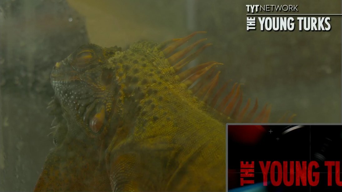 TYTLizard's tweet photo. THE CUTEST LUMP OF SCALES IN THE WORLD #tytlive https://t.co/MwjACvzWKc