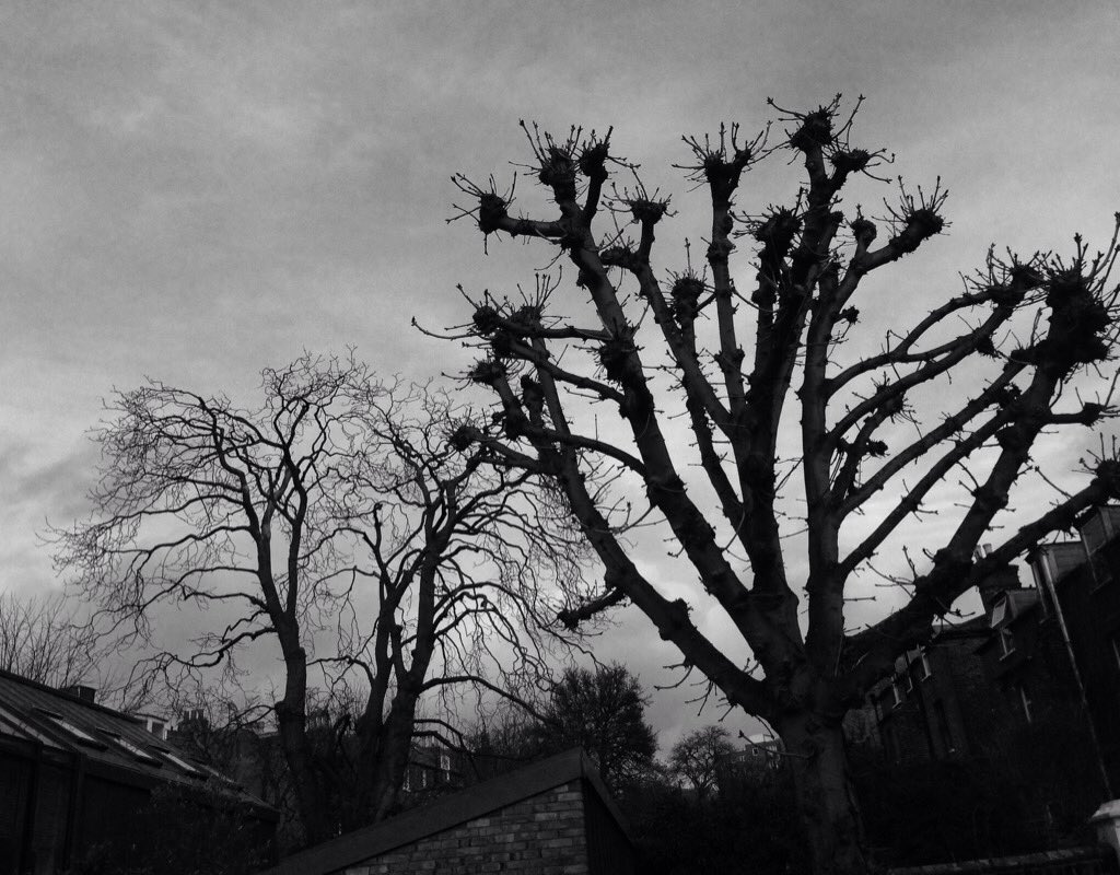 #Horse chestnut street trees #dartmouthpark NW5, one pollarded, one untamed, both beauties.